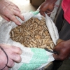 onze ararchides